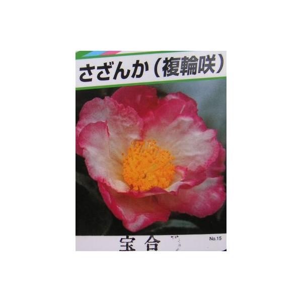 新しい 植木 植木 苗木 シンボルツリー 生垣 10 5ｐ 樹高0 4ｍ前後 30本 10 5ｐ 山茶花 朝倉 生垣 サザンカ ネギリス 植木 庭木 Labelians Fr