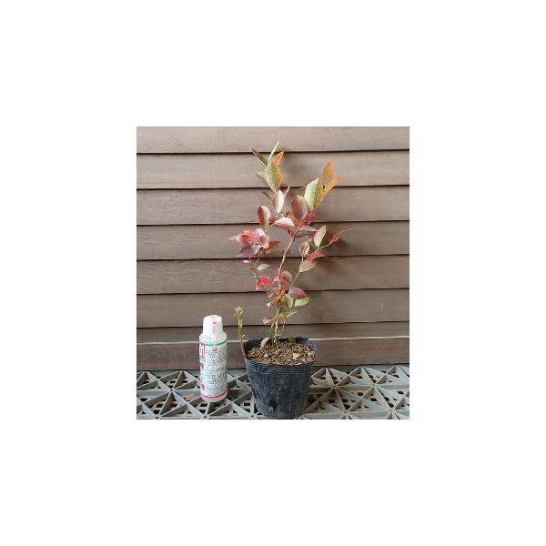 果樹苗木　ブルーベリー　ラビットアイ系ブルーベリー　メンデイト規格：3号ポット植え、挿し木1〜2年生苗、樹高：10〜30センチ程度ブルーベリー（メンデイト）：樹勢は直立性の品種で、実は甘みがつよくおいしいブルーベリーです。■ブルーベリーの栽...