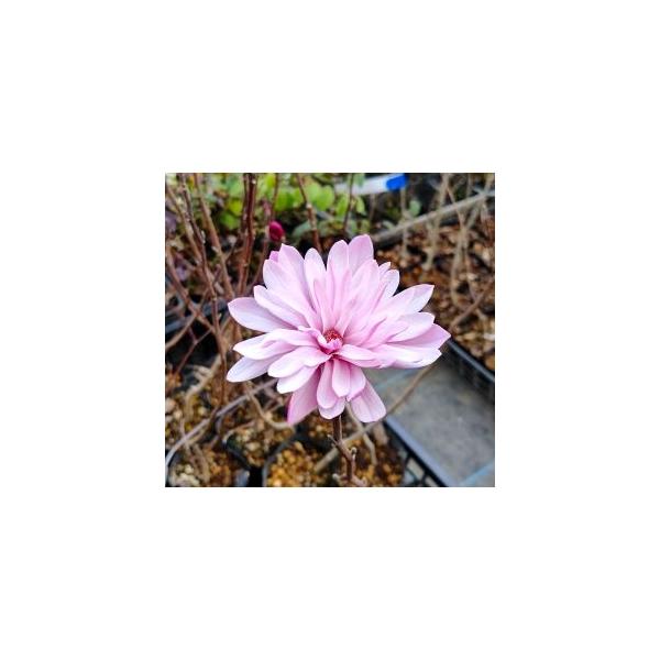 ピンク咲姫コブシ 多弁咲き Z 日本花卉ガーデンセンター 通販 Yahoo ショッピング