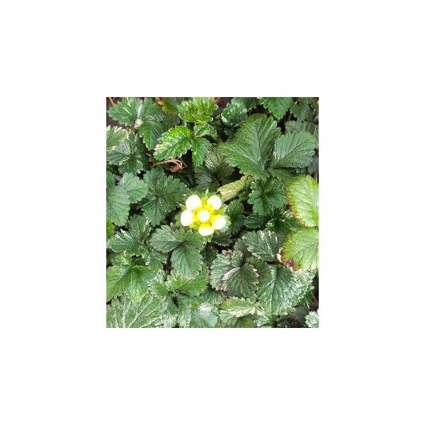 斑入りヘビイチゴバラ科ヘビイチゴ属多年草9センチポット苗新葉に綺麗に斑が入りますが、徐々に青葉に戻るようです。