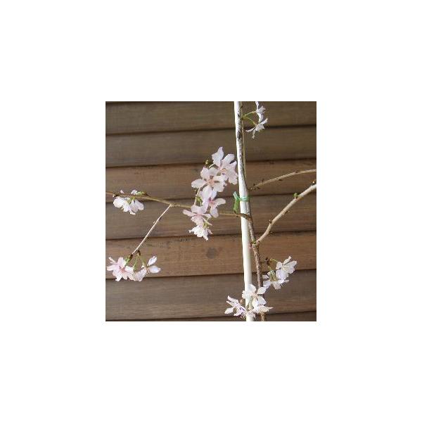 枝垂れ富士桜３寸ポット植え