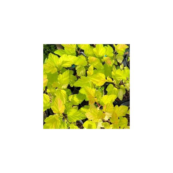 アメリカコデマリ（こでまり、小手毬）ディアボロ　黄金葉　9センチポット苗バラ科落葉低木別名：テマリシモツケ開花時期：春（4月〜5月頃）半日陰の場所でも良く育ち、小さな手毬状の白い花がとても美しい落葉低木です。