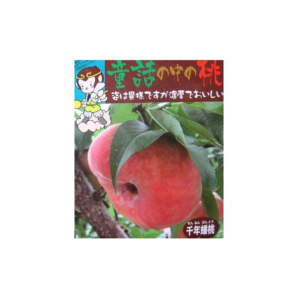 桃　果樹苗　苗木　桃の木千年蟠桃　せんねんばんとう　センネンバントウ規格：4〜5号ポット植え接ぎ木1年生苗、樹高：60〜80センチ程度蟠桃は別名座禅桃とも呼ばれ、おまんじゅうを押しつぶしたようなペチャンコの形をしています。形に似合わず品質は...