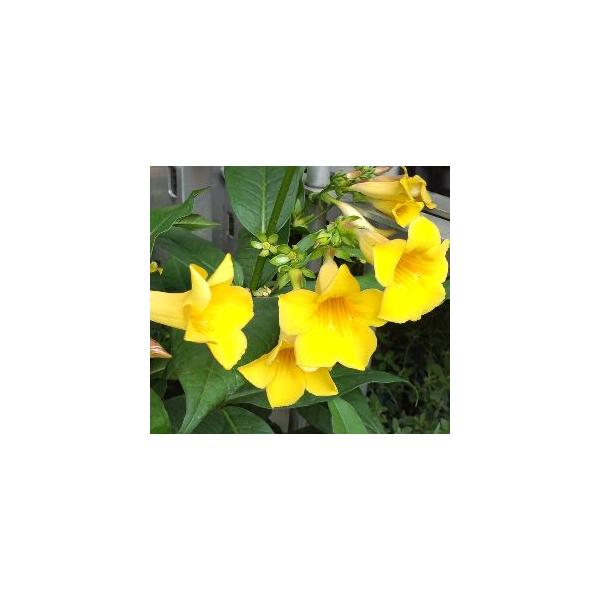 アラマンダ（アリアケカズラ）黄花 : 日本花卉ガーデンセンターYahoo