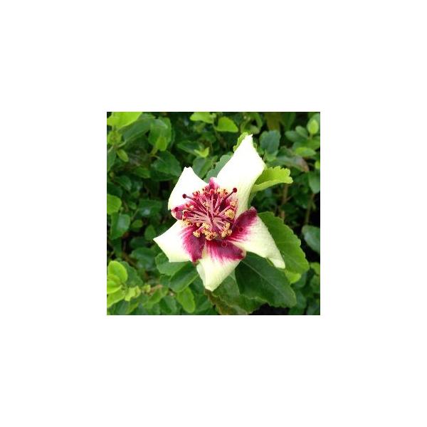 ハイビスカス　インスラリス3号ポット植えアオイ科フヨウ属　非耐寒性常緑低木ハイビスカス　インスラリス：オーストラリア原産の絶滅危惧種。とても希少なハイビスカス！レアなハイビスカス！です。葉は小さく卵型で縁に波状の鋸歯が有り、花は淡い黄白色で...