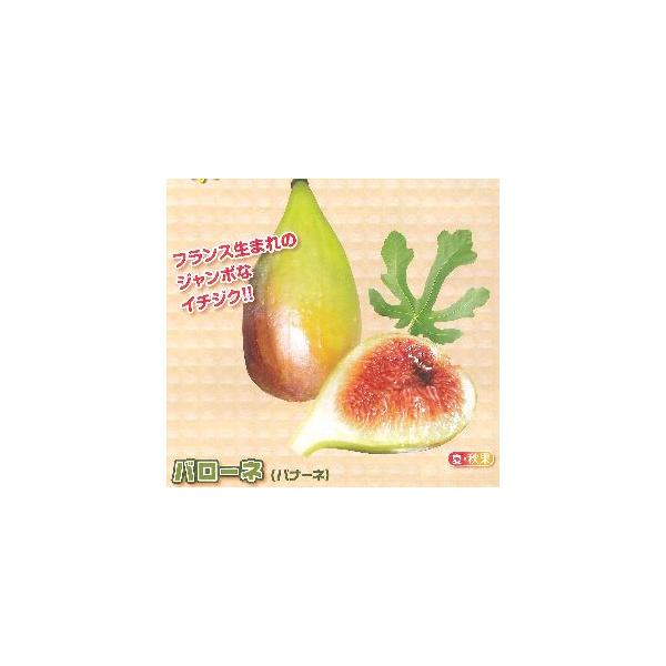 果樹苗木　イチジク　無花果　バローネ（バナーネ）　（ジャンボイチジク）3寸ポット植えいちじく（無花果、別名：蓬莱柿、ほうらいし）は、家庭でも気軽に栽培・収穫できる果樹として人気が高い果物です。剪定することによりコンパクトに育てることも可能で...