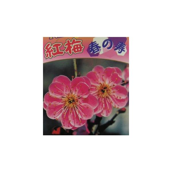 花梅　ハナウメ　春の寿　ハルノコトブキ　苗木規格：5号（直径約15cm）ポット植え、又は根巻き苗、接ぎ木1〜2年生苗、樹高：80cm程度花梅　春の寿（はるのことぶき）：紅梅の実生選抜品種。淡紅色の八重咲きの花は、弁端が白色になります。