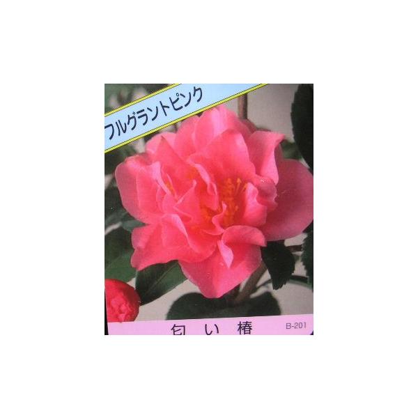 フルグラントピンク：椿（ツバキ） : 日本花卉ガーデンセンターYahoo