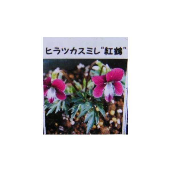 平塚スミレ 紅鶴 スミレ 苗 すみれ 菫（7.5センチポット植え苗