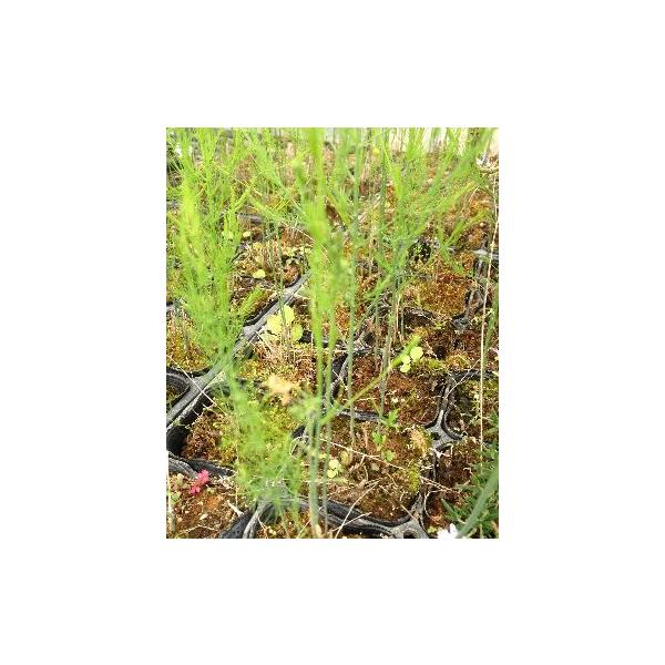 アスパラガ苗ス　2年生ポット苗（2ポットセット）9センチポット苗品種名：メリーワシントン