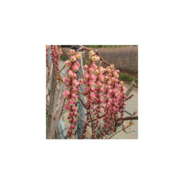 赤花キブシ（木五倍子） ディアン＊紅花キブシの中でも、もっとも花色が濃く、花付きがよい品種！3寸ポット、樹高60センチ程度、挿し木苗別名：マメブシ(豆五倍子) 花期：春落葉低木■管理のポイント地植えにしますと樹高３ｍ前後になります。日当たり...