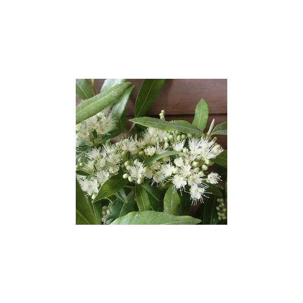 レモンマートル　5号鉢植えフトモモ科バクホウシア属オーストラリア原産、半耐寒性常緑低木レモンマートルはハーブティーの原料として有名で、その葉は触るとさわやかなレモンの香りがします。耐寒性は低いため、冬期は室内等での管理が必要です。