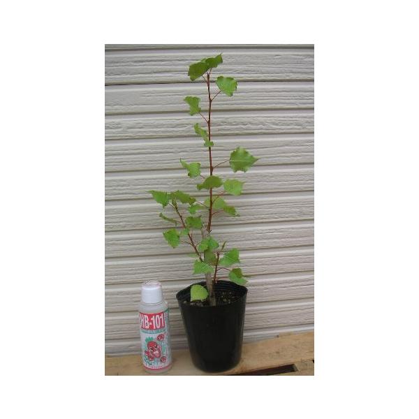 3号ポット植え　樹高10〜20ｃｍ程度ポプラ（セイヨウカコヤナギ、西洋箱柳）、別名イタリアヤマナラシとも呼ばれ、街路樹や公園などのポプラ並木に使用されている樹木です。樹形は、竹ボウキを逆にしたような形で、風に葉がそよぐ姿が特徴的です。