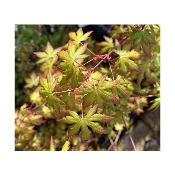 イロハモミジ（紅葉）１本植えカエデ科カエデ属耐寒性落葉高木9センチポット植え　■モミジ（紅葉、カエデ、楓）の管理方法・日当たりの良い場所を好みます。・用土は通気性と水はけのよい肥沃な土を好みますが、乾燥を嫌いますので適度な保水性が必要です。...