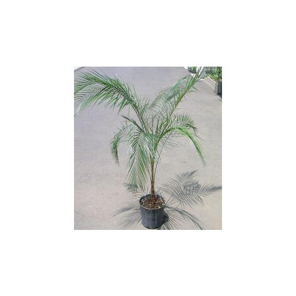 ブラジルヒメヤシ : 日本花卉ガーデンセンターYahoo!店 - 通販 - Yahoo