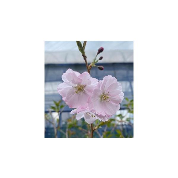 桜　アーコレード　苗木　苗　桜の木規格：3〜5寸ポット植え、又は根巻き苗接ぎ木1〜２年生苗樹高：60〜80cm程度桜　アーコレード（アーコレイド）は、英国で育成された桜の木で、花は淡紅色で半八重咲き、大輪。日本では二季咲き（春と秋）となります。　