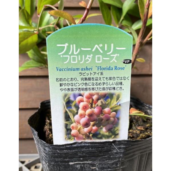 ブルーベリー苗木 苗 ブルーベリーの木 ブルーベリー フロリダローズ