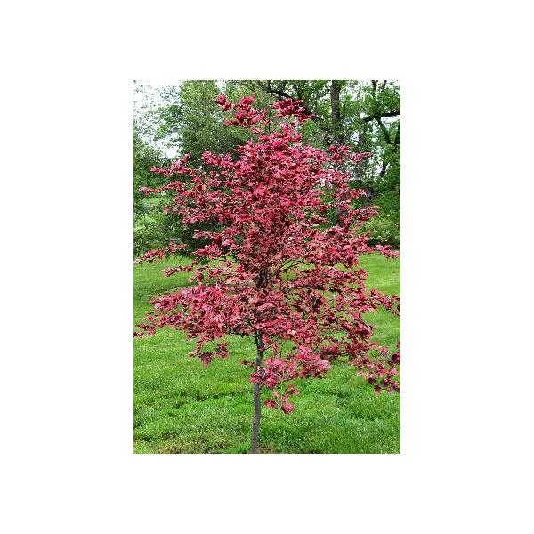 ヨーロッパブナ　ロゼアマルギナータ　5寸鉢植え　接木2年生　樹高40〜60センチ程度◎本品種は、西洋ブナでヨーロッパ全域で広く親しまれています。このロゼアマルギナータは特徴的な葉を持ち、濃い赤紫にピンクの斑が入るとても変わった品種です。秋に...