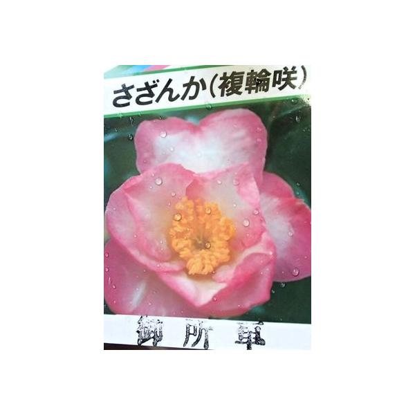 御所車：サザンカ（山茶花） : 日本花卉ガーデンセンターYahoo!店