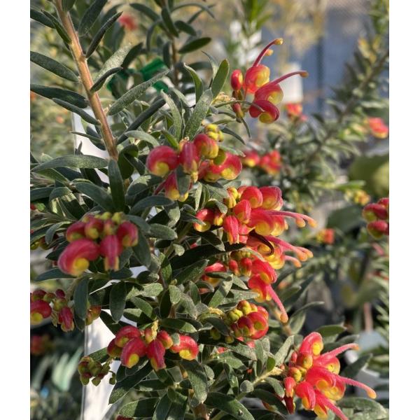 メルカリ市SALE グレビレア　ファイヤーワークス　オージープランツ　高さ90㌢ グレビレア ファイヤーワークス - メルカリ