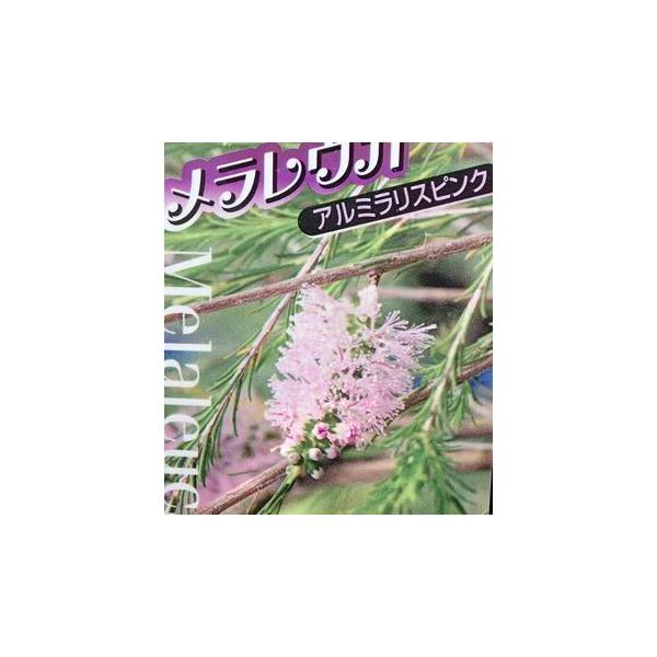 メラレウカ アルミラリスピンク : 日本花卉ガーデンセンターYahoo!店