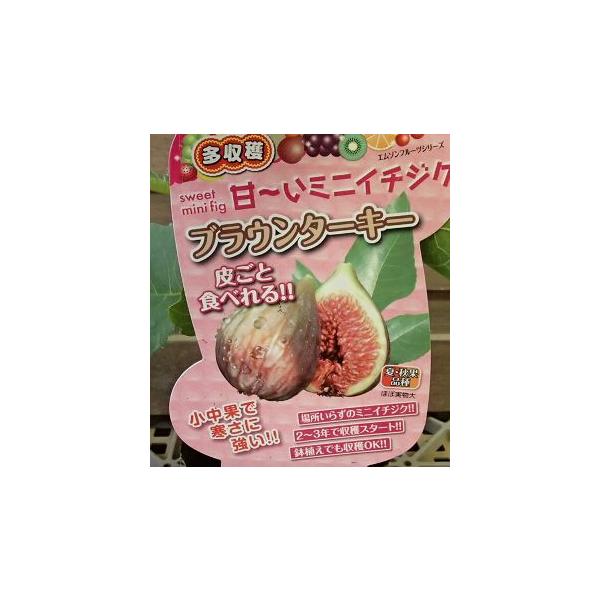 イチジク　無花果　ブラウンターキー3寸ポット植えいちじく（無花果、別名：蓬莱柿、ほうらいし）は、家庭でも気軽に栽培・収穫できる果樹として人気が高い果物です。剪定することによりコンパクトに育てることも可能ですので、ベランダで等でのコンテナガー...