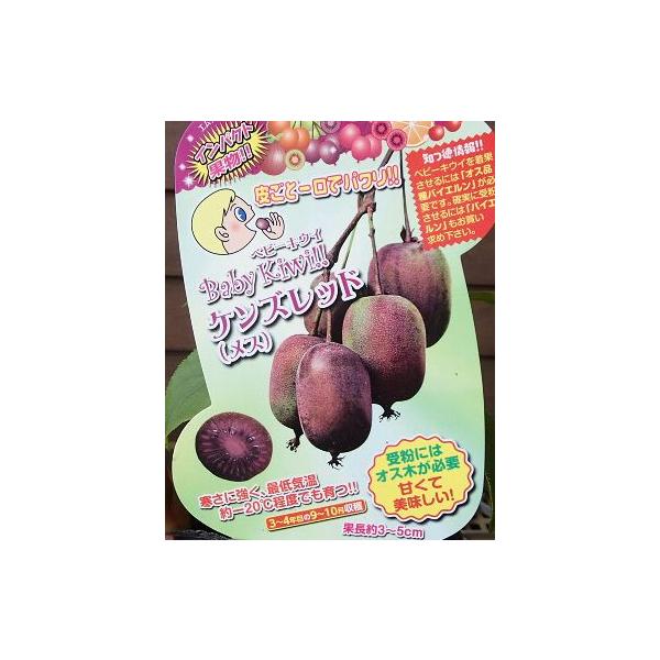 ベビーキウイ　ケンズレッド（メス）3寸ポット苗■品種特性ニュージーランド産の実付きがよい品種で、皮ごと食べられる実を付けます。日がよく当たると赤紫色の丸い実が秋（9月〜10月）に熟して収穫できます。熟すと実は軟らかくなります。＊ベビーキウイ...