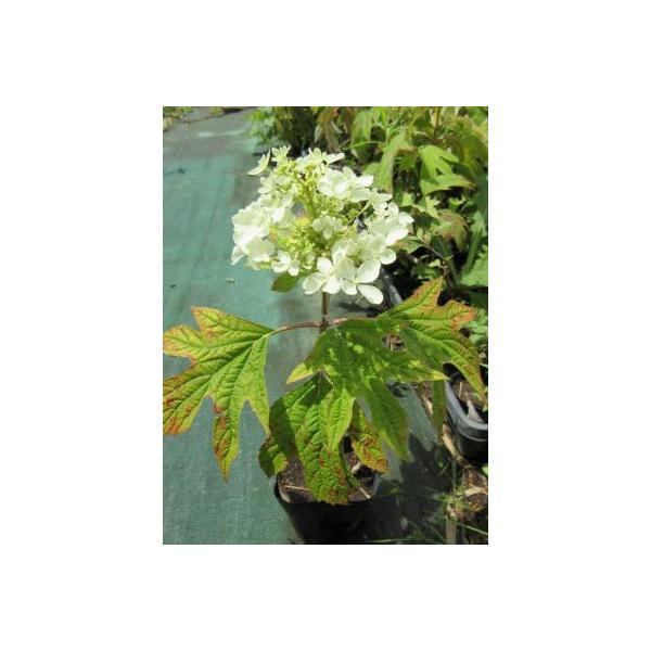 一重咲き柏葉アジサイ　ピーウィ　3寸ポット植え一重咲き柏葉紫陽花　ピーウィ　は、人気の一才性の矮性品種で、若木から一重咲きの白花を咲かせます。また樹高もあまり大きくなりません。＊時期により、また個体により、葉に赤い斑点が出ている場合がござい...