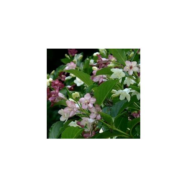 ハコネウツギ（箱根空木）5寸ポット苗学名:Weigela coraeensisスイカズラ科、タニウツギ属、花期：春白い花がピンク色〜紅紫色に変化する。太平洋岸に多く分布する落葉低木です。耐寒性、耐暑性ともに強く病虫害も少なく丈夫で育てやすい...