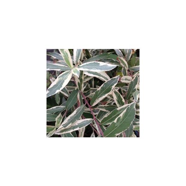 斑入り猫柳（フイリネコヤナギ）9センチポット植え　樹高20センチ程度とても珍しい斑入り葉のネコヤナギです。やなぎ科　落葉低木寒さに強く庭植えも可能です。■管理のポイント日光を好みますので日当たりのよい場所で管理してください。用土は水持ちの良...