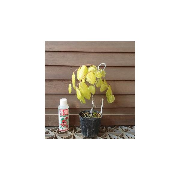 黄金葉枝垂れブナ　4寸ポット植え＊美しい黄金葉のブナで枝垂れ性、とても珍しいブナです。◎まだ幼苗のため、枝が枝垂れてはおりません。