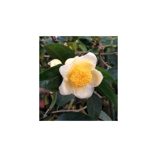 黄色い椿 「頂生金花茶」 ：椿（ツバキ） : 日本花卉ガーデンセンター