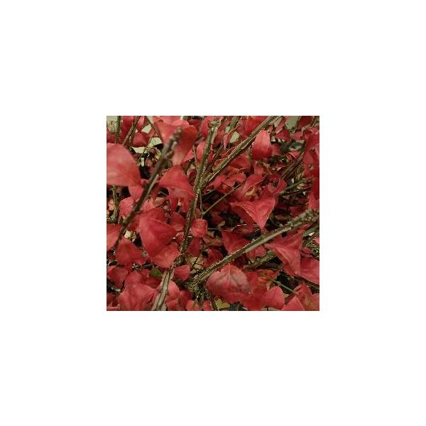 ニシキギ（錦木）　コンパクタニシキギ科ニシキギ属　落葉低木3寸ポット苗盆栽や庭木、生垣に利用されることが多く、栽培は容易。紅葉がとても美しいニシキギです。■管理のポイント水はけがよく肥沃な用土を好みます。半日陰でも育ちますが、日当たりがいい...