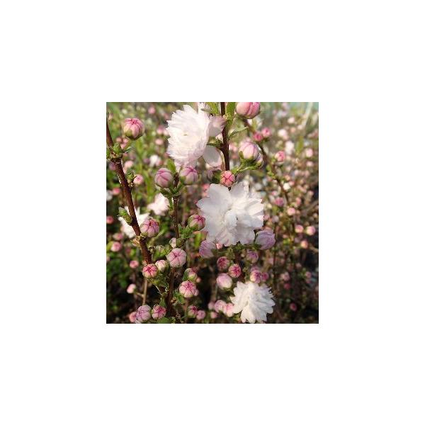 桃花八重咲き庭桜　苗　苗木　ポット植え　ニワザクラ　庭梅　ニワウメ　＊花付の有無はお問い合わせください　