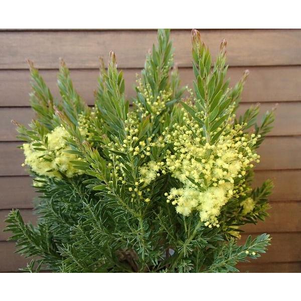 新品種 アカシア テレサ 4寸鉢植え ＊花芽は確認できていません