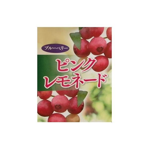 ブルーベリー苗木 苗 ブルーベリーの木 ブルーベリー ピンクレモネード