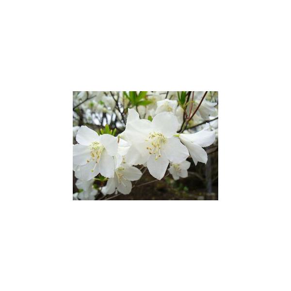 人気ショップが最安値挑戦 日本花卉ガーデンセンターyahoo 店バイカツツジ 落葉樹