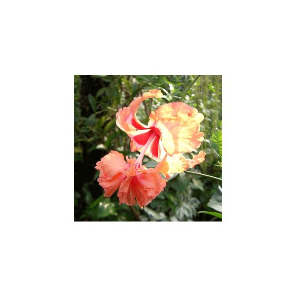 ハイビスカス　オレンジフラミンゴアオイ科フヨウ属　非耐寒性常緑低木ハイビスカス　オレンジフラミンゴ５寸鉢植え　樹高：15〜40cm程度（樹高はお届け時期により異なります！）オレンジ色の二段咲きで可愛らしいハイビスカスです。正式名称は、Hib...