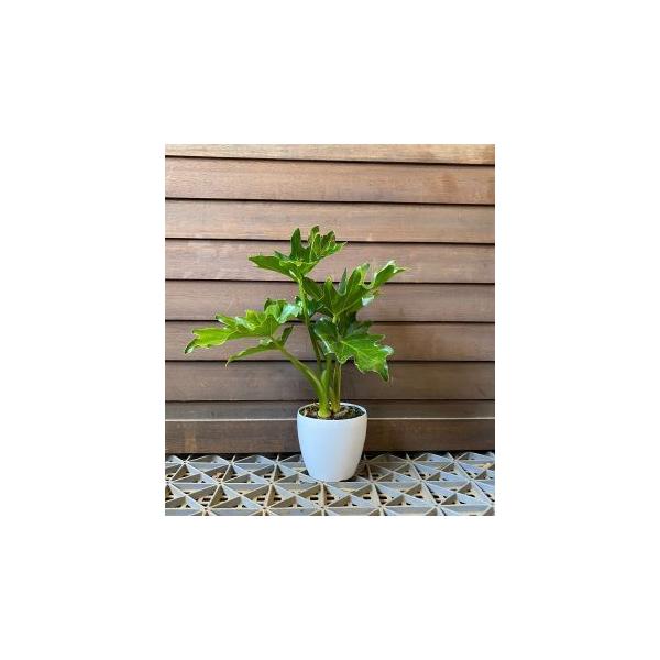 セロウム（セローム） 3寸鉢植え : 日本花卉ガーデンセンターYahoo!店