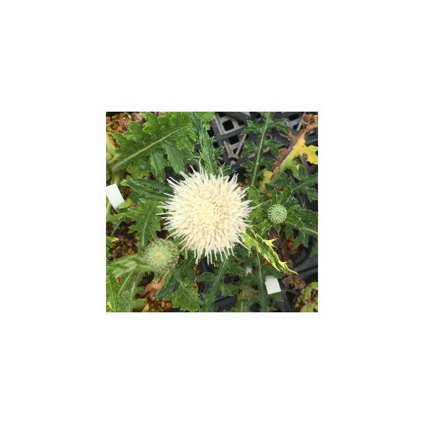 白花ノアザミ（あざみ）＊山や野原に自生する、珍しい白花のノアザミです。　10.5センチポット苗キク科アザミ属耐寒性多年草開花期：初夏■管理のポイント日当たりおよび水はけのよい場所を好みます。蕾が上がると茎が伸びてきますので、支柱などで倒れな...