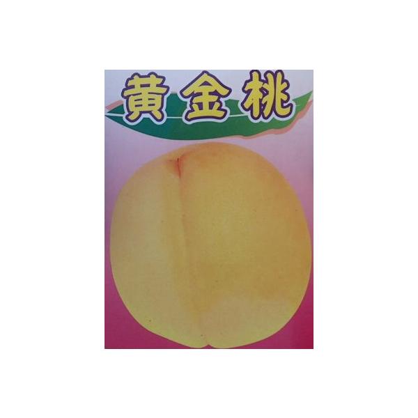 桃　果樹苗　苗木　桃の木黄金桃　オウゴントウ規格：4〜5号ポット植え接ぎ木1年生苗、樹高：60〜80センチ程度桃　黄金桃（オウゴントウ）は、果肉が黄色い黄桃の仲間で、とてもジューシーで甘く生食に適した桃です。