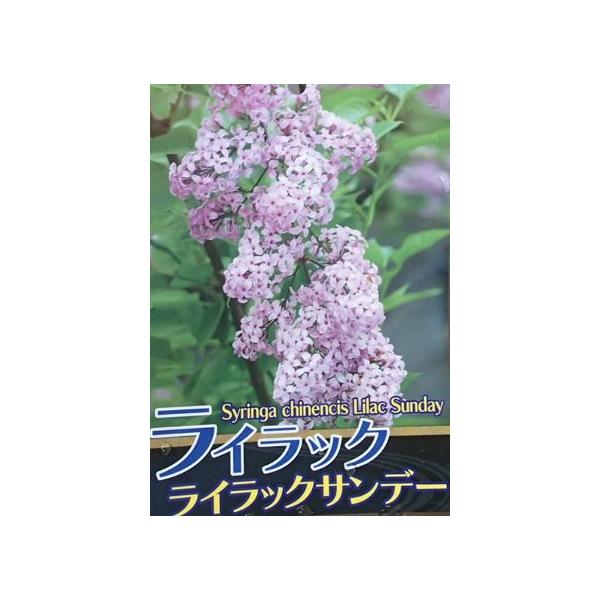 規格：５号鉢植え　樹高6０〜8０センチ程度姫ライラックスは、小さな樹形で美しい花を咲かせるためとても人気のあるライラックです。花付きがよく小苗から花が咲きます。鉢植え栽培でも楽しめる強健品種です。◎ライラックサンデーは、花付きがよく若木のう...