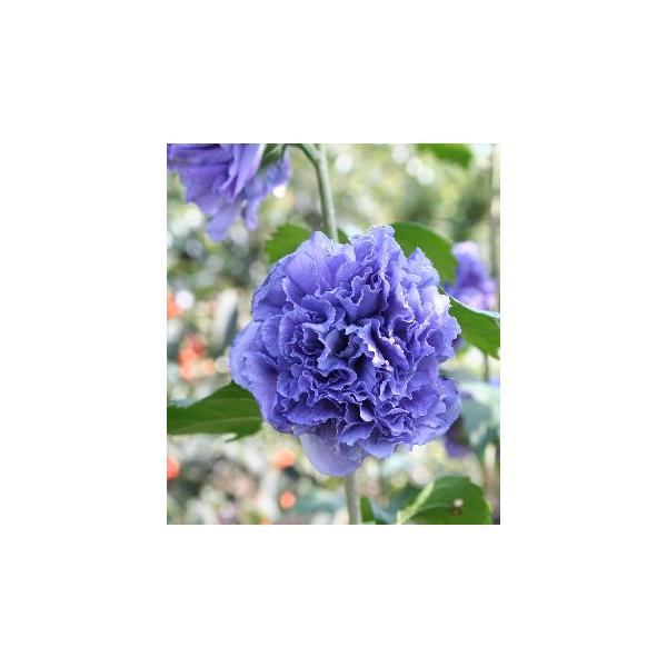 ムクゲ　紫玉　（濃紫色八重咲き）3寸ポット植え　樹高：15〜30センチ程度（個体差あります）