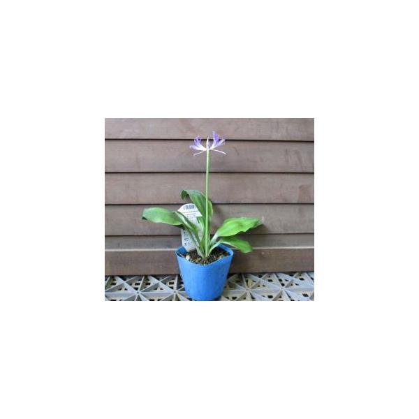 ミニブルーアマリリス（グリフィニア　シュプリーム）3寸ポット植え◎現状（入荷時）葉が黄色く傷んでいますが問題はありませんのでご理解ください！ヒガンバナ科＊南米原産の小型の球根植物で、ミニブルーアマリリスとも呼ばれます。＊淡いブルーの花が大変...