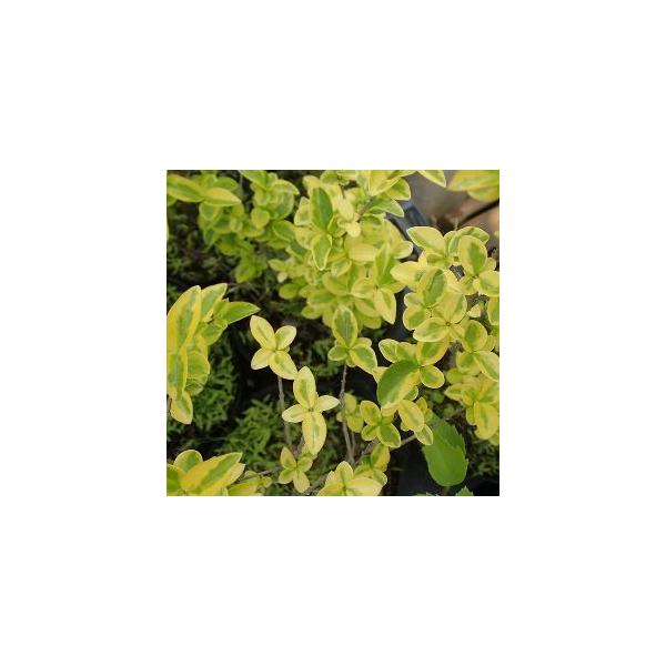 黄金イボタの木　黄金水蝋別名：フクリンヨウシュイボタノキ、ゴールデンプリベットモクセイ科　落葉低木直径9センチポット、高さ30センチ内外春にギンモクセイに似た芳香ある筒状の白い花が咲きます。【育て方】日向や半日陰を好み手間が掛からない品種です。