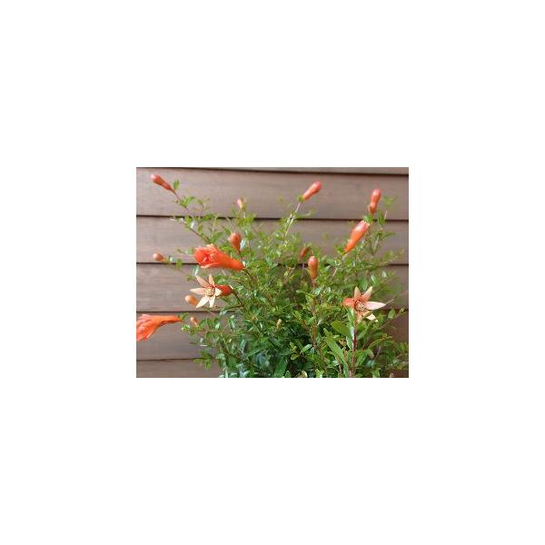 柘榴　姫石榴　ざくろ4寸鉢植えザクロ（柘榴）は栽培がとても容易で花も実も両方楽しめる家庭果樹栽培に適した果樹です。ザクロ：姫ザクロは、矮性品種で花も実も小さく盆栽などで利用されています。初夏から秋にかけてオレンジ色（赤色）の小さな 綺麗な花...