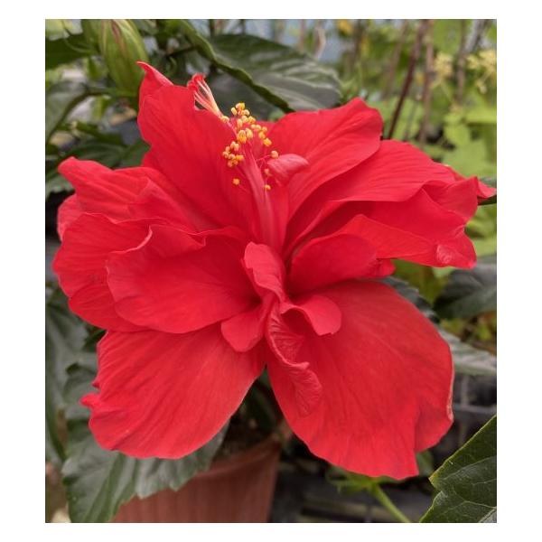鉢植え ハイビスカス 赤花八重咲き : 日本花卉ガーデンセンターYahoo