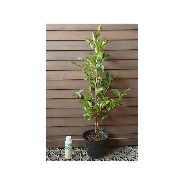 5寸ポット植え　樹高50〜70センチ程度＊葉が傷んでいる場合がありますので、ご理解ください！サカキ（榊）、別名本榊（ホンサカキ）は、神棚や祭壇に供えるなどすす、神道の神事には欠かせない植物です。葉の特徴は、楕円形でギザギザ（鋸歯）がすくなく...