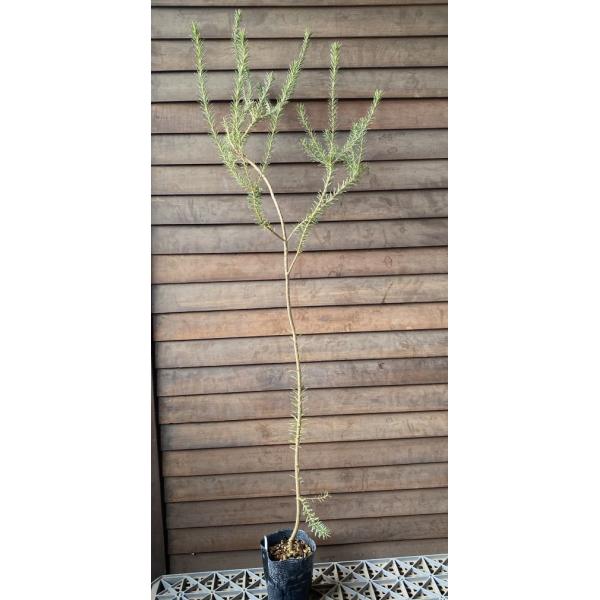 バンクシア　エリシフォーリアBanksia ericifolia3寸ポット苗　＊樹形が暴れている場合がありますので、ご理解ください。■管理のポイント日当たりの良い場所で、排水の良い土を好みます。弱酸性用土を好む場合が多いです。耐寒性がやや弱...