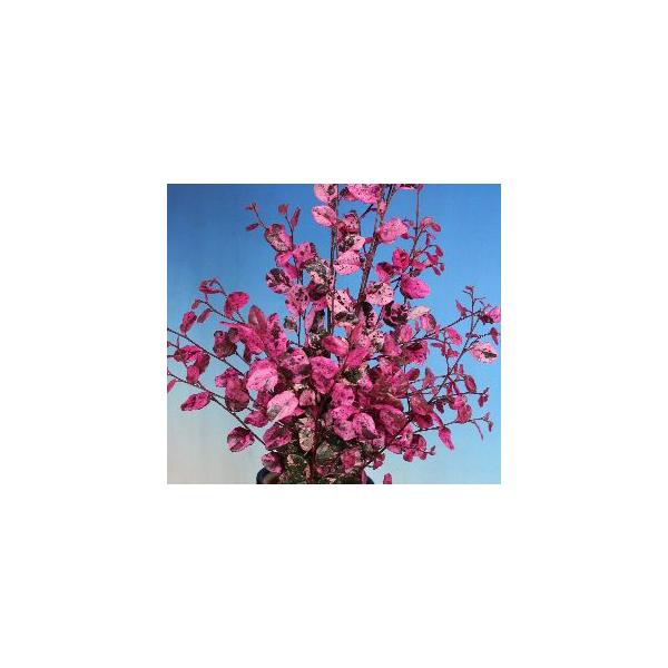 トキワマンサク　紅彩　＊紅葉に朱紅散斑、後に枝全体が朱紅色に染まる、極めて珍しいトキワワンサク。花色は、紅〜桃色の中間色となります。マンサク科トキワマンサク属常緑小高木開花時期：3月〜4月頃9センチポット苗■管理のポイント日当たりのよい場所...